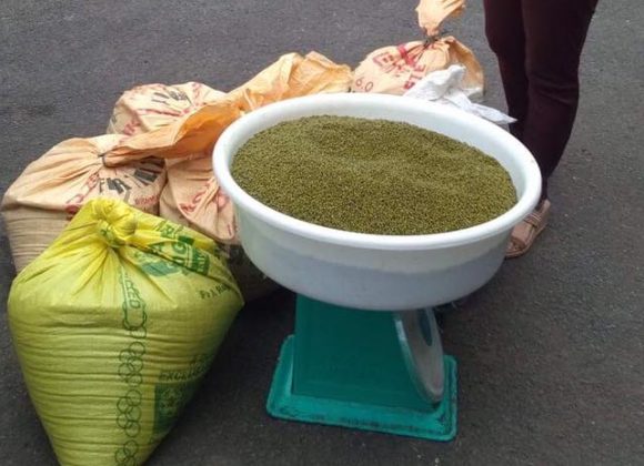 NVC sources homegrown mongo for Mingo Meals NVC sources homegrown mongo for Mingo Meals