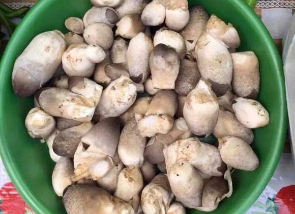 Everything’s Coming up Mushrooms! Everything’s Coming up Mushrooms!