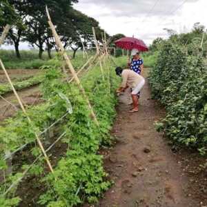 Hope Grows Anew in a Garden in Helvetia