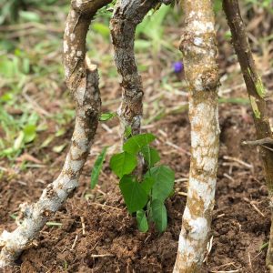 Our San Carlos Farmers Grow Hope