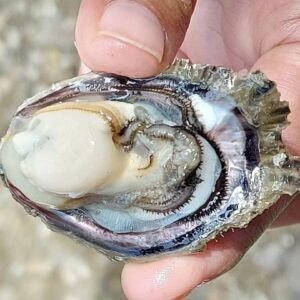 Oysters and Crabs: The Story of the Brgy. Dos Talabahan Association