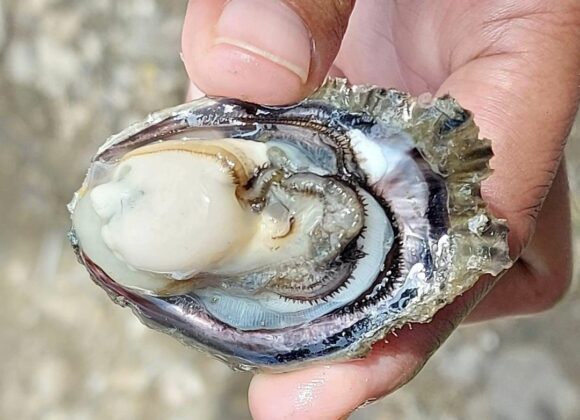 Oyster Growers in Ilog Get By with a Little Help from Friends