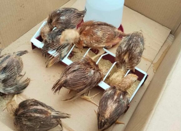 Hatching Soon: Hope